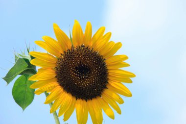 Ayçiçeği yakın görünüm