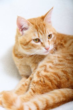 Tatlı kırmızı kedi yerde dinleniyor, yakın plan.