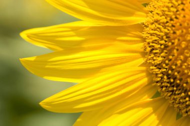 Tarlada bir ayçiçeğine yaklaş