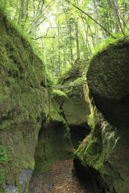 Dar geçit ve jeolojik doğal anıt, yeşil ormanla kaplı yosunlarla kaplı kayalar.  