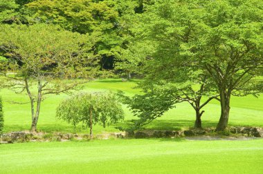 Ağaçlı güzel yeşil park manzarası