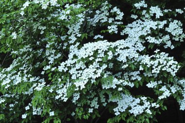 Bahçedeki güzel çiçekler