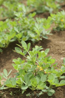 Bahçede yetişen yeşil fideler.