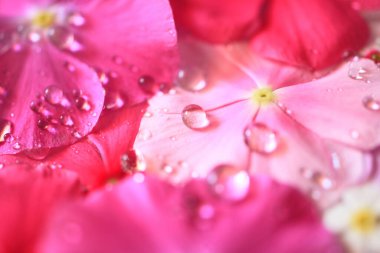 Su damlacıkları olan bir demet çiçek.