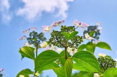 Bahçede beyaz çiçekler