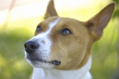 Dışarıdaki sevimli köpeğin portresini kapat.