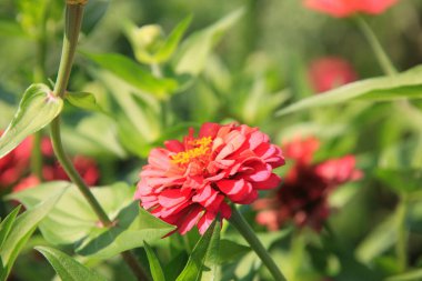 Bahçedeki güzel çiçekler