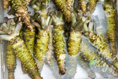 Wasabi kökleri (Eutrema japonicum) veya Japon yaban turpu yığını