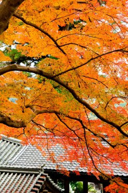 Sonbaharda akçaağaç yaprağı