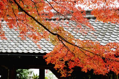 Sonbahar mevsiminde sonbahar yaprakları, sonbahar mevsimi