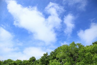 Bulutlu gökyüzünün altında yeşil yaz çayırı, gündüz görüşü