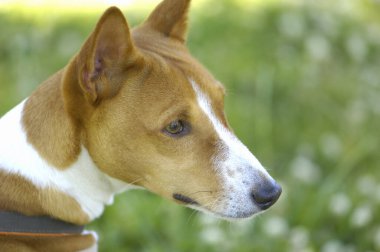 Köpek yetiştiricisi Amerikan teriyeri.