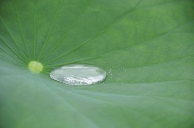 Çiy damlalı yeşil yaprak