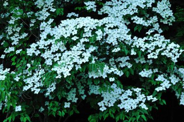 Bahçedeki güzel çiçekler