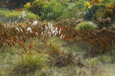 Renkli yapraklı sonbahar manzarası