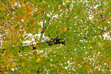 Ormanda güzel sonbahar yaprakları