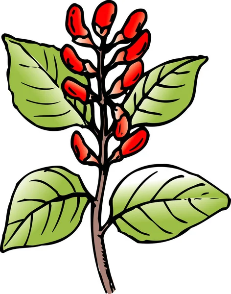 Ручна Намальована Ілюстрація Рослини Червоними Квітами — стокове фото