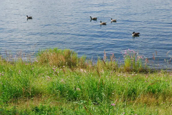 Beautiful Landscape River Ducks — Stock Photo, Image