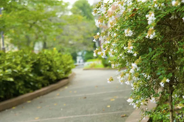 Japanilainen Puutarha Setagayan Puisto — kuvapankkivalokuva