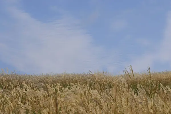 Kırsal Kesimdeki Buğday Tarlası Manzarası — Stok fotoğraf