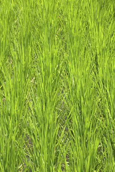 Green Rice Field Agriculture Background — Stock Photo, Image