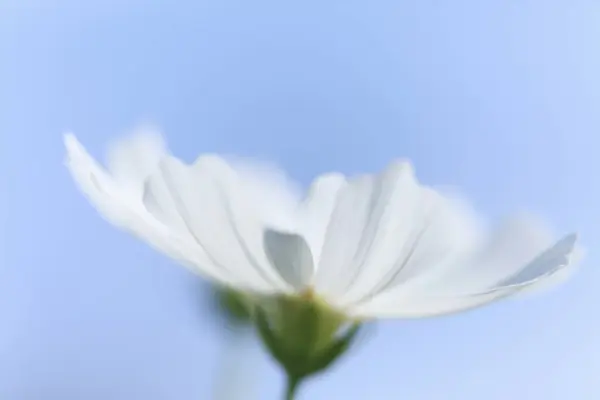 自然の中の白いデイジーの花 — ストック写真
