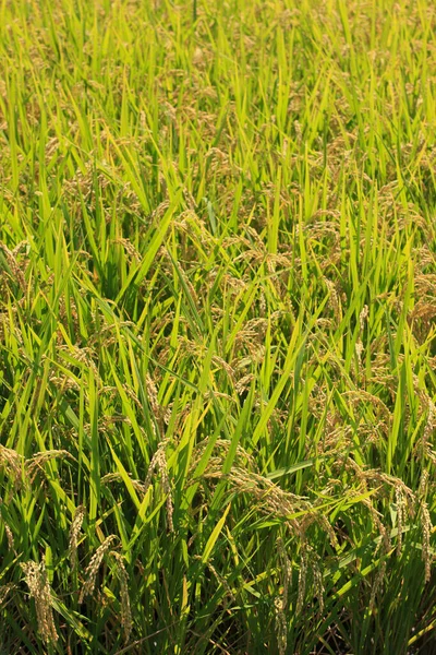 rice field at the day