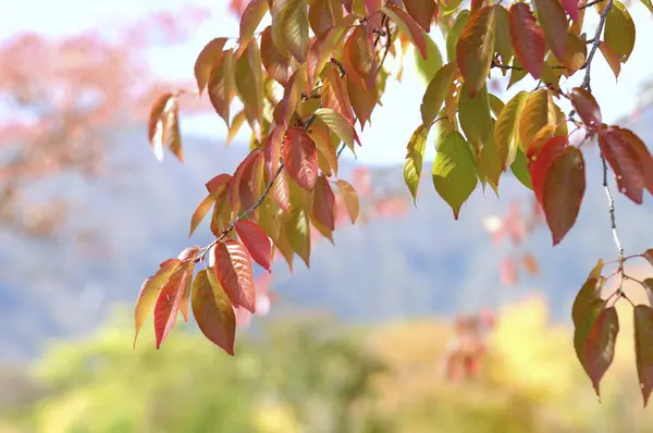 Ormanda Sonbahar Yaprakları — Stok fotoğraf
