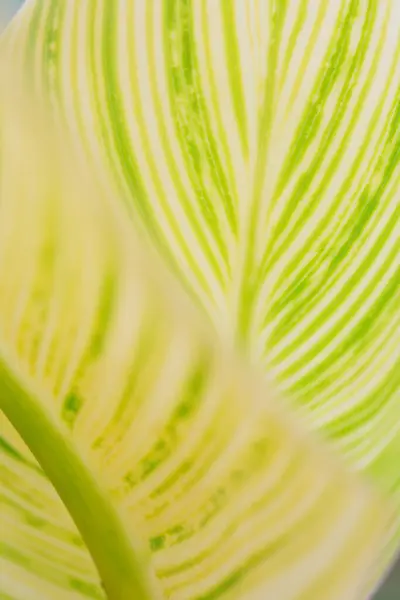 close - up view of green leaf of banana leaf, natural background