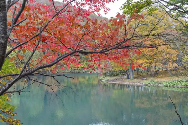 Красивый Осенний Пейзаж Деревьями Озером — стоковое фото