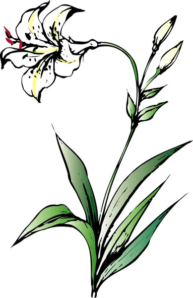 Ілюстрація Красивої Квітки Лілії Білому Тлі — стокове фото