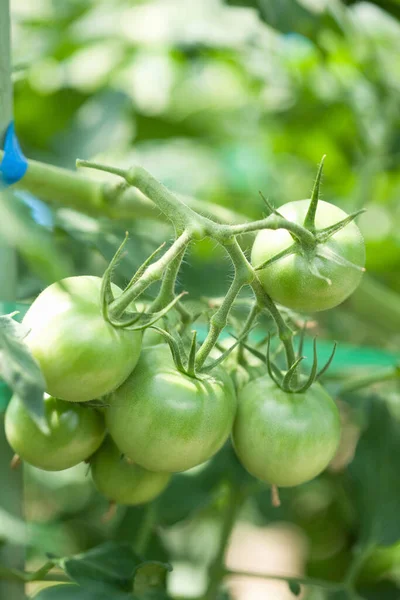 自然の背景にある庭の新鮮なトマト — ストック写真