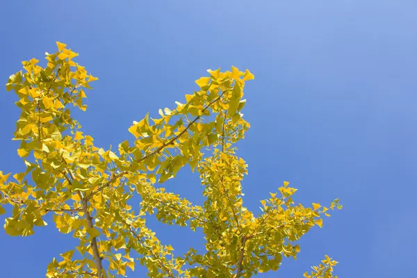 秋と青空の黄色い葉 — ストック写真