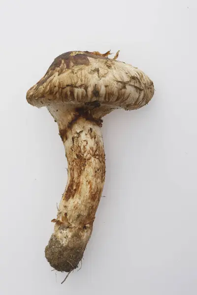 白色背景的新鲜有机蘑菇特写 — 图库照片