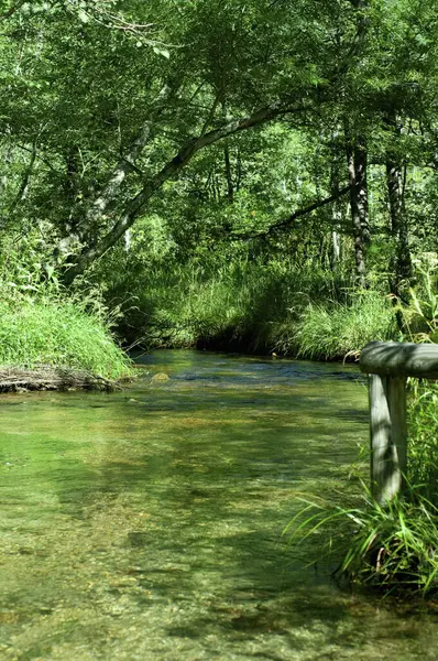 Ormandaki güzel nehir doğanın arka planında