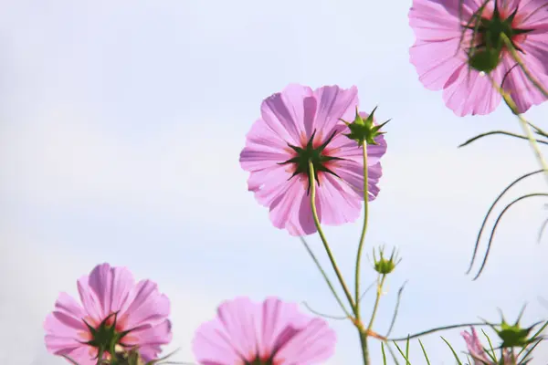Όμορφα Ροζ Λουλούδια Σύμπαν Μπλε Φόντο Ουρανό — Φωτογραφία Αρχείου
