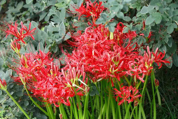 Czerwone Kwiaty Ogrodzie — Zdjęcie stockowe