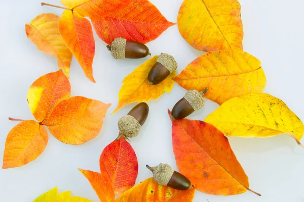 Herbsthintergrund Gelbe Und Grüne Blätter Auf Einem Alten Holzbrett — Stockfoto
