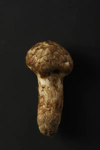 黑色背景的新鲜有机蘑菇特写 — 图库照片