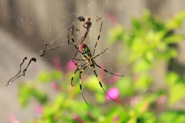 Lähikuva Hämähäkki — kuvapankkivalokuva