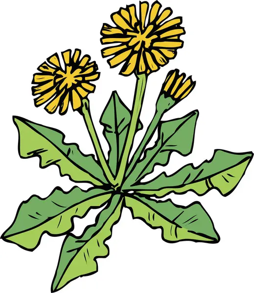 Gelbe Blüten Und Blätter Auf Weißem Hintergrund — Stockfoto