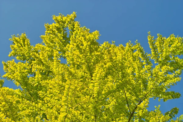 Hermosas Hojas Otoño Árbol Flora Temporada Otoño —  Fotos de Stock