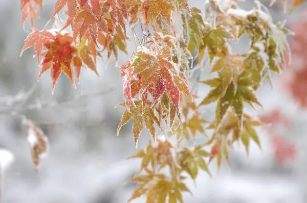 Φθινοπωρινό Σφενδάμι Φύλλα Καλυμμένα Πάγο — Φωτογραφία Αρχείου