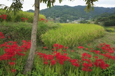 Yuen uzunluğundaki kırmızı çiçek, 2012