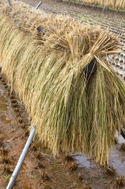 Kırsal alanda kuru saman, kapayın.