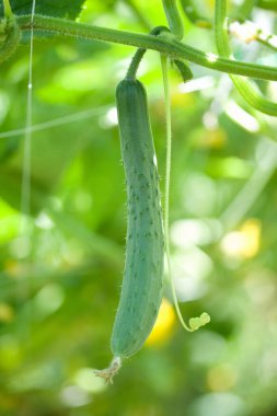 Bitkinin üzerinde yeşil tırtıl