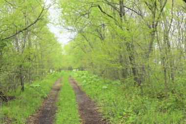 Ormanda yeşil ağaçlar