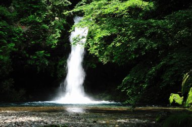 Tropikal ormanda güzel şelale, costa rica