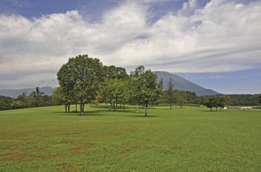 Parkta yeşil ağaçları olan güzel bir manzara.          