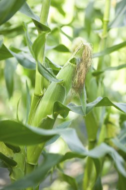 Yeşil yapraklı yeşil mısır tarlası, bitki örtüsü